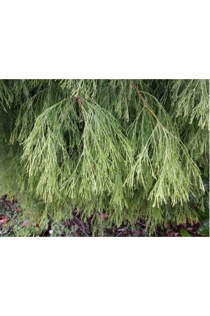 Кипарисовик плакучий Імбріката Пендула 